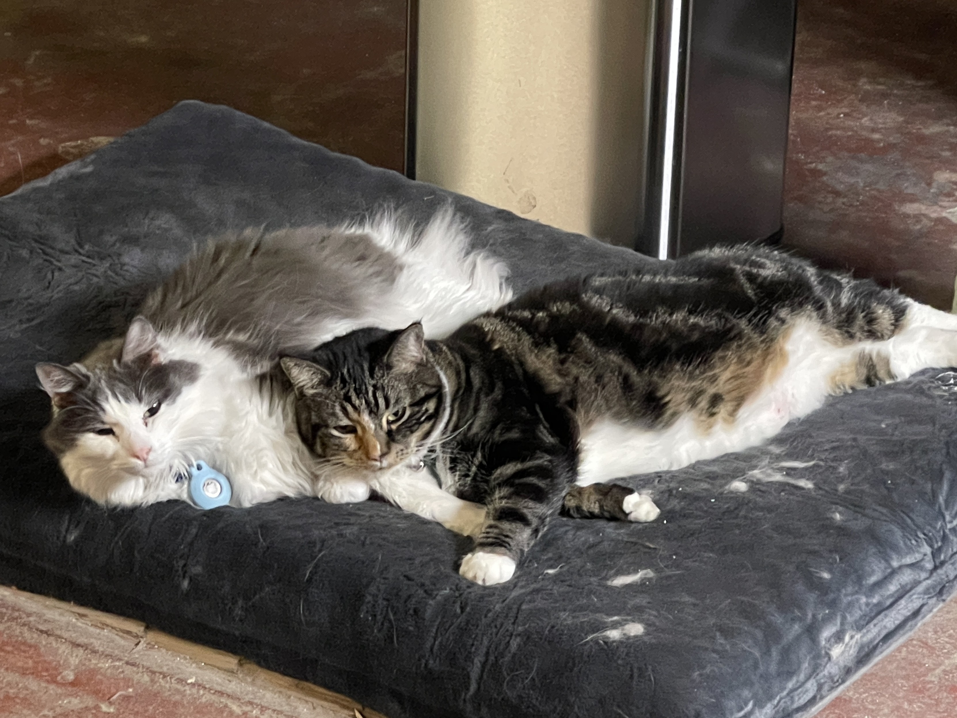 Loki, a gray and white cat, and Hazel, a tabby cat, relax together on a dark blue cushion on the floor. The cushion has a few pieces of cat fur on it, showing that the cats have been here many times before.