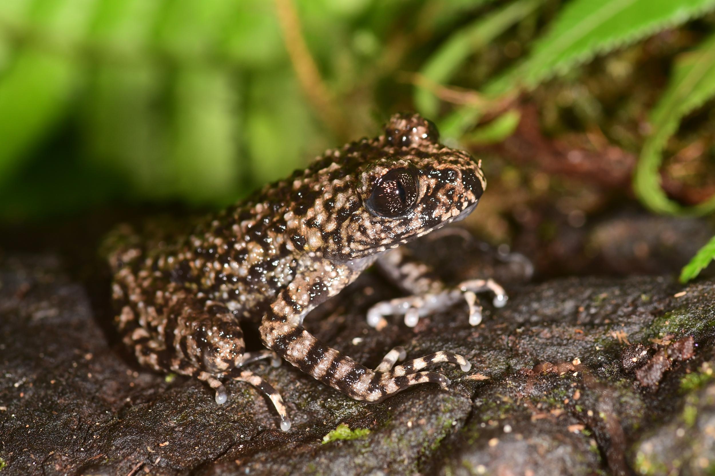 close-up photo of a small frog with rough skin 