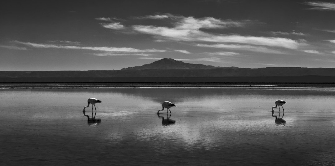 A serene black and white photograph of three flamingos in a lake, which extends beyond the edges of the photograph. A solitary mountain rises in the background, in the center of the frame, under a mostly clear sky with some wispy clouds.