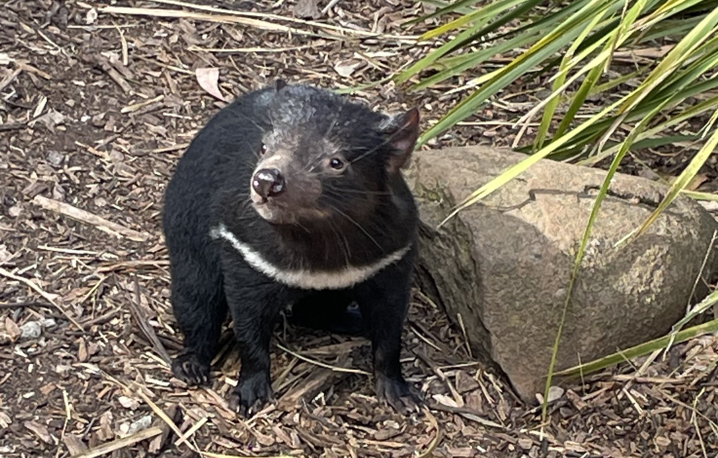 A young Tasmanian devil on the ground. About up. She is about cat size. Stout. Short legs. Black with the characteristic white chest stripe. Her snout is dog like. 