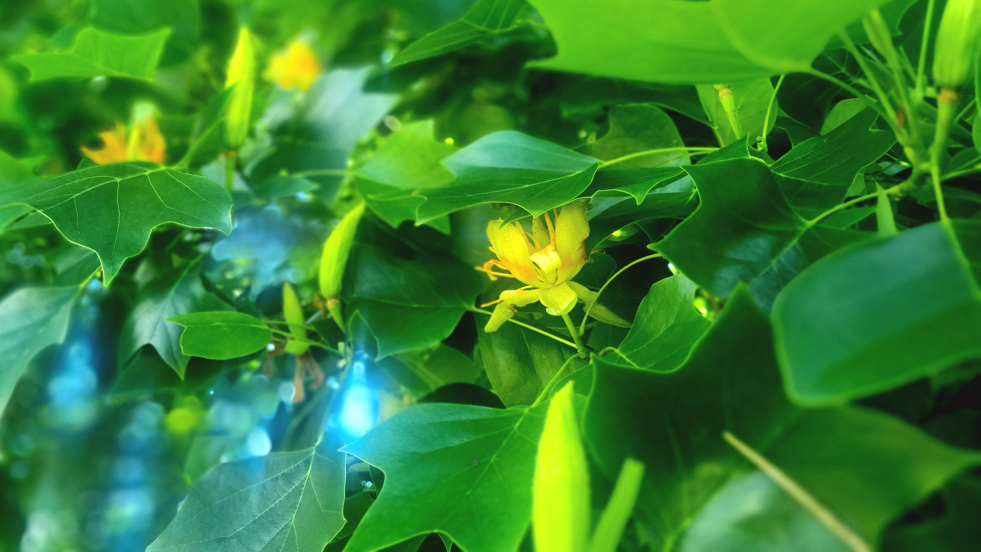 Yellow flowers are hidden among large green leaves. Some distorted light is shining through in small spots 