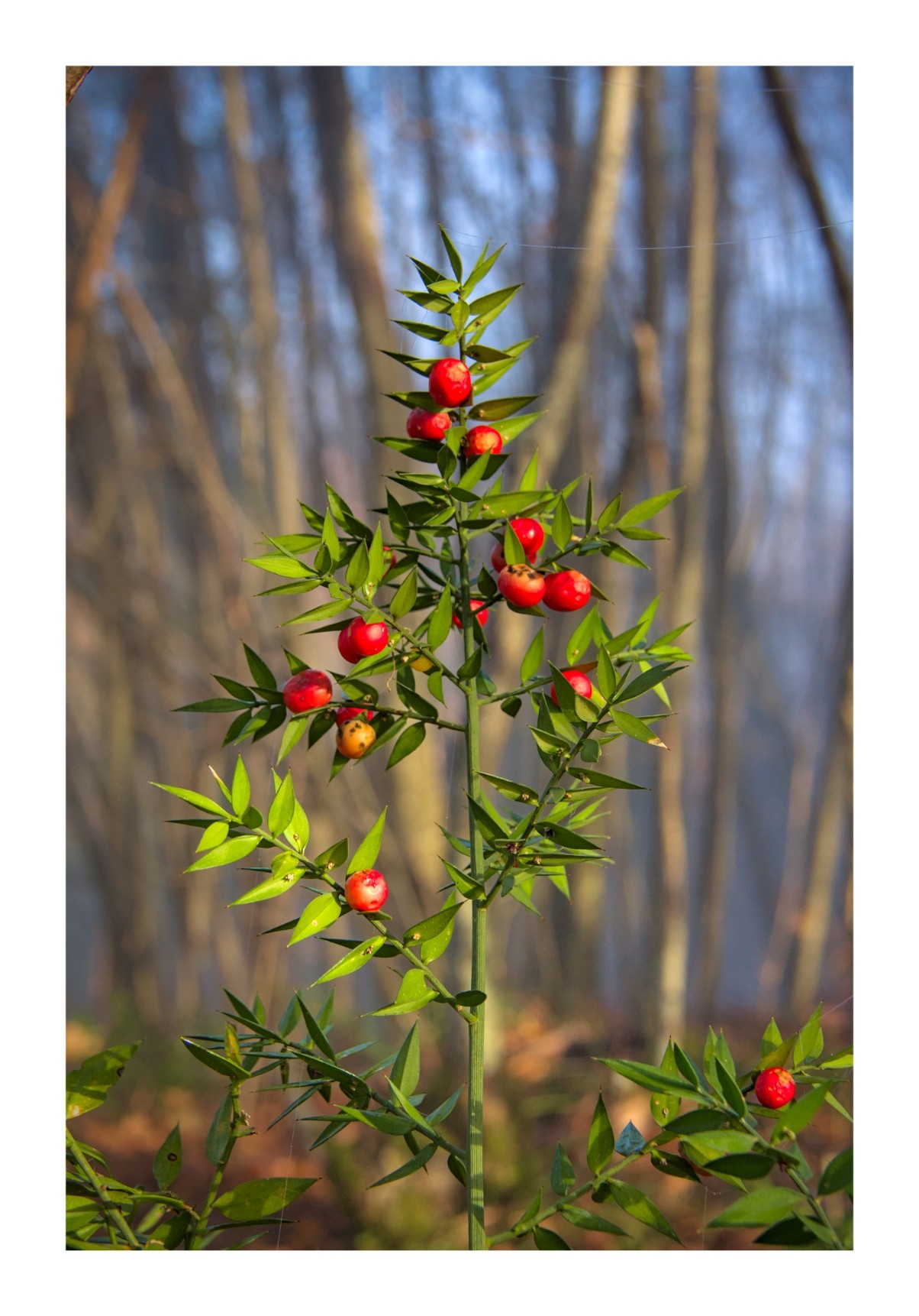 An upright sprig of prickly green leaved butchers broom with bright red berries against an out of focus woodland background of browns, blues, and oranges.