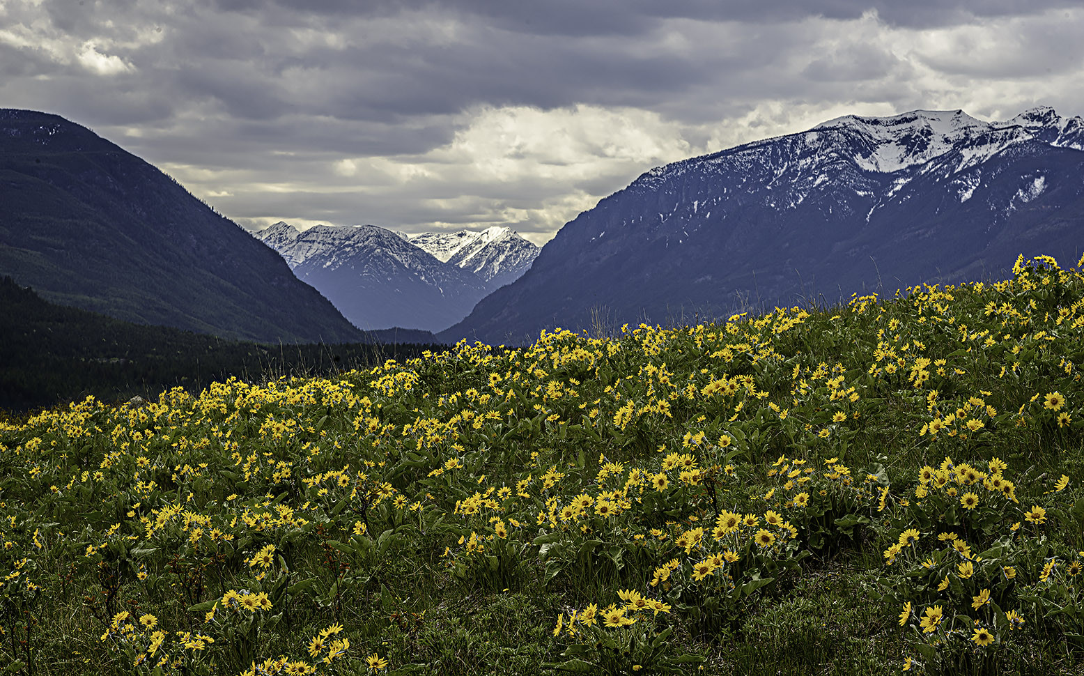 A field of balsamroot flowers with Bootleg gap and the St. Mary Valley in the background. 