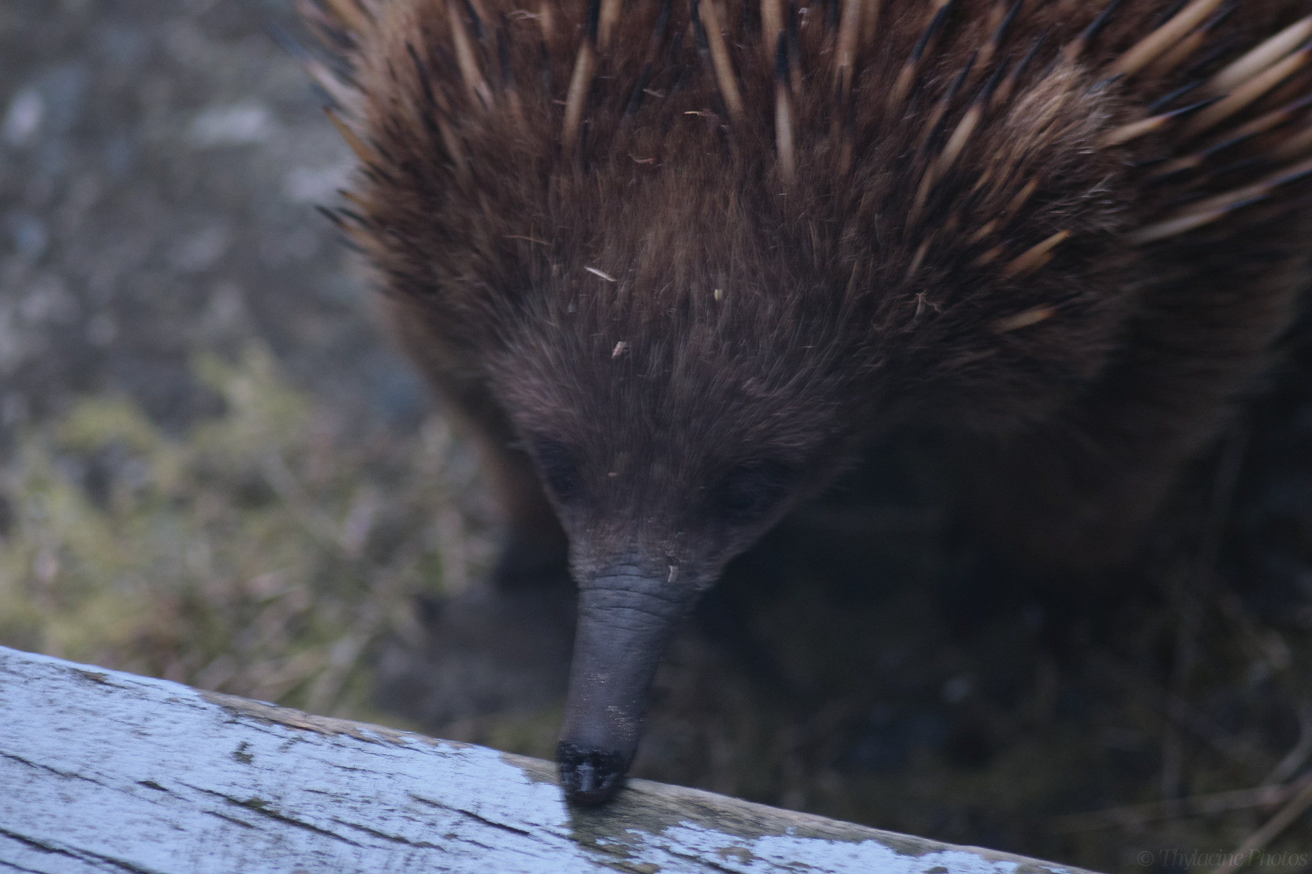 An echidna standing on a concrete path with it's nose near a painted wooden step. Only it's head and shoulders are visible as it came so close to the camera.