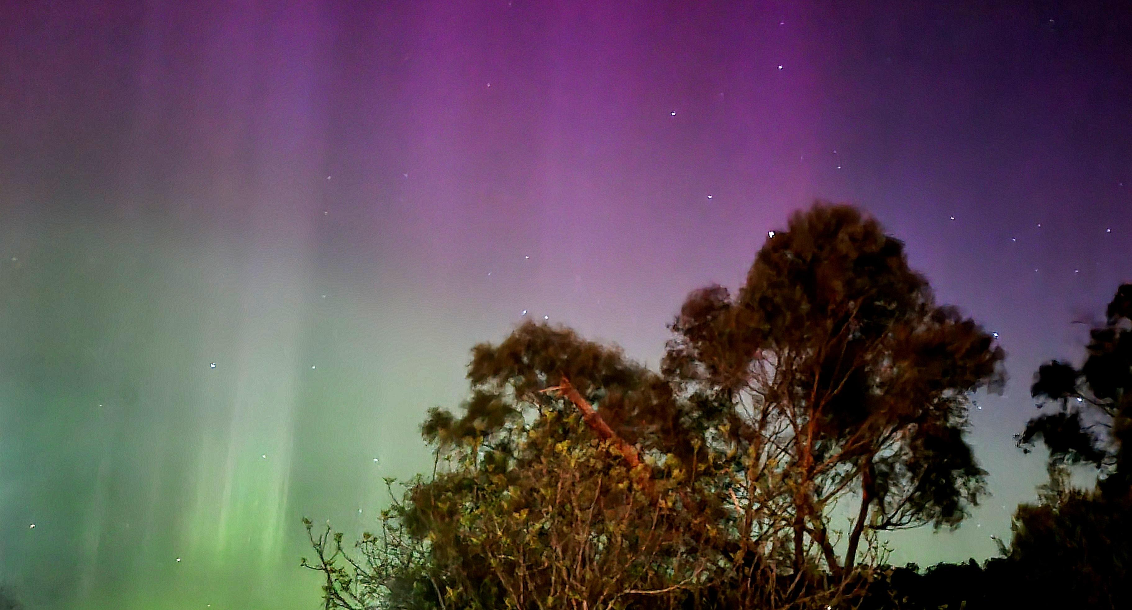 Columns of light tinted with the colours they pierce as an aurora displays from dark purple at the top, down to pink, then light green, darkening as it gets closer to the horizon. Some eucalypts are silhouetted against the colours 