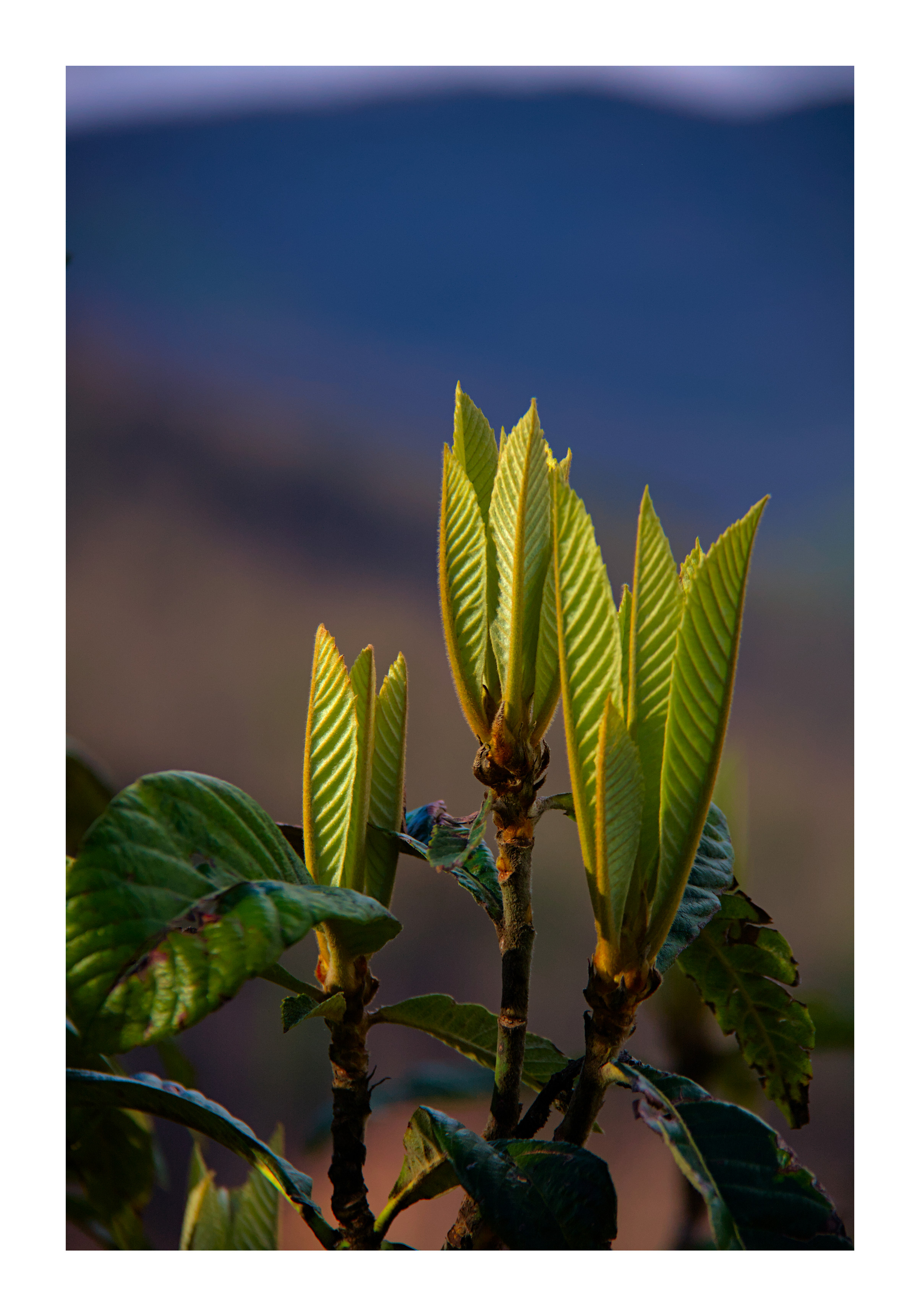 3 erect clusters of new leaves with pronounced diagonal ribs, seen against a diffuse blue and brown background of a distant landscape