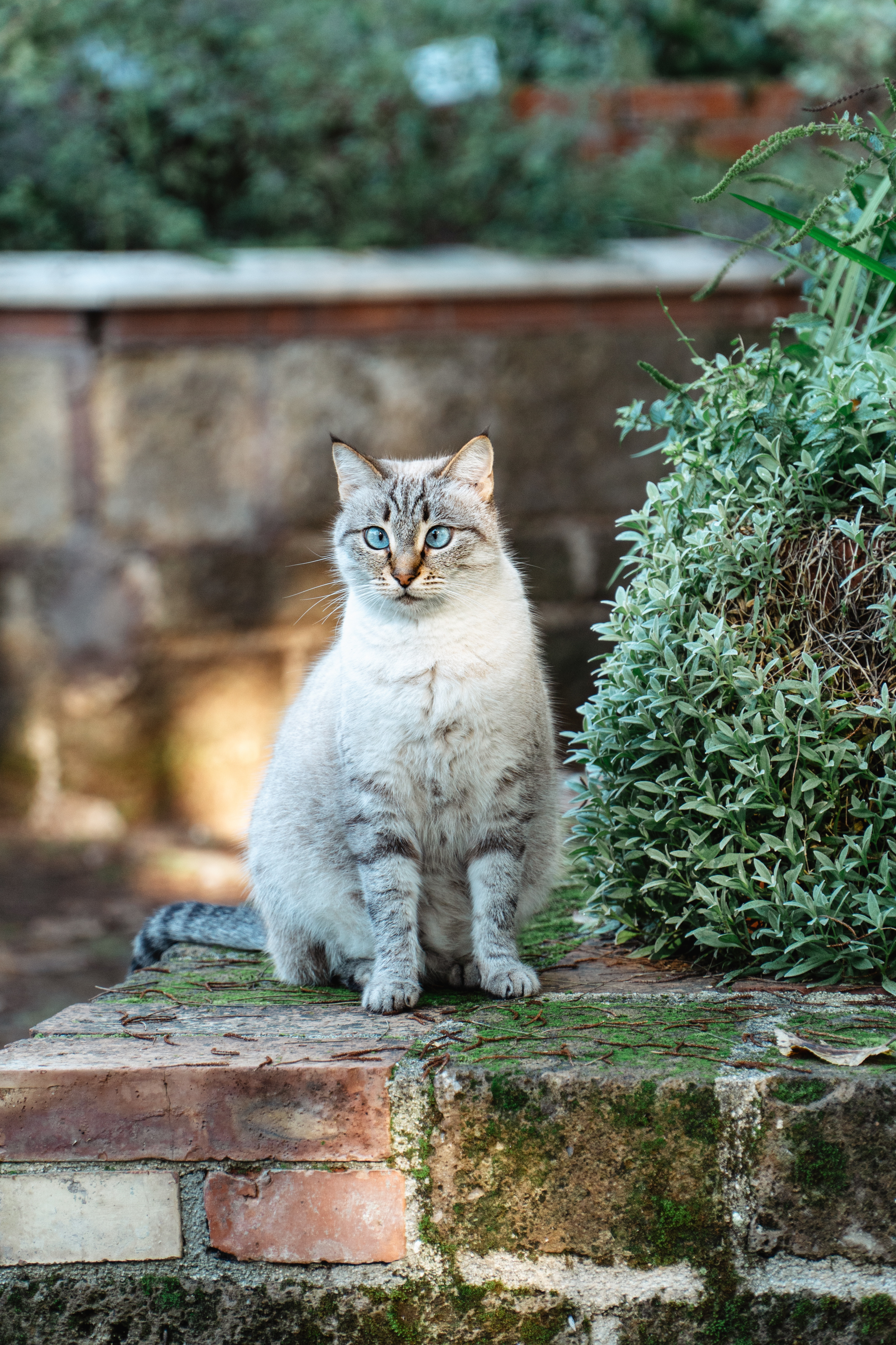 A gray silver cat doing squint, there are walls, bushes and leaves in background.