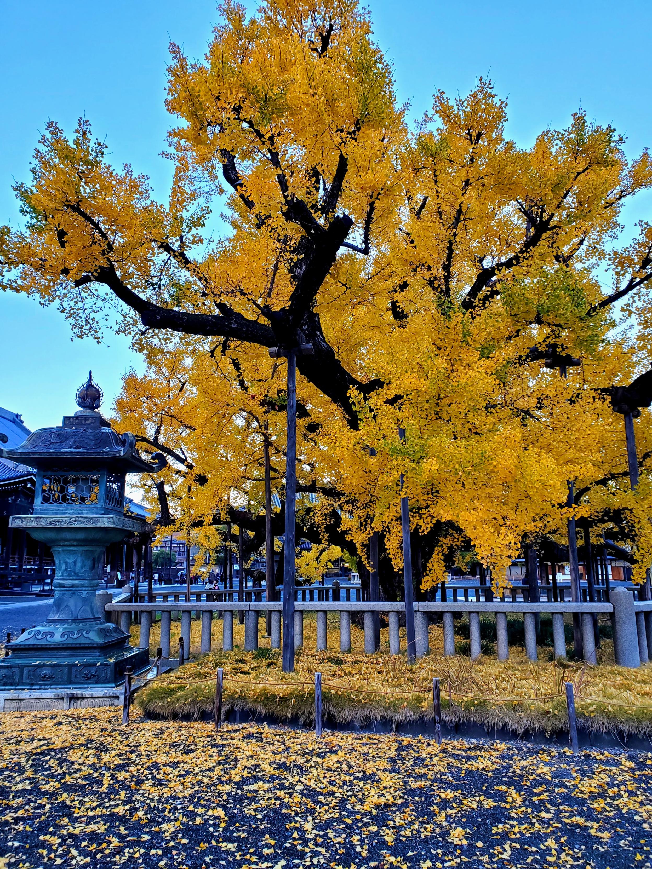 Nishi Hongan-ji's 'upside down ginkgo' is so-named because when its leaves have fallen it looks as if its roots are growing skyward.