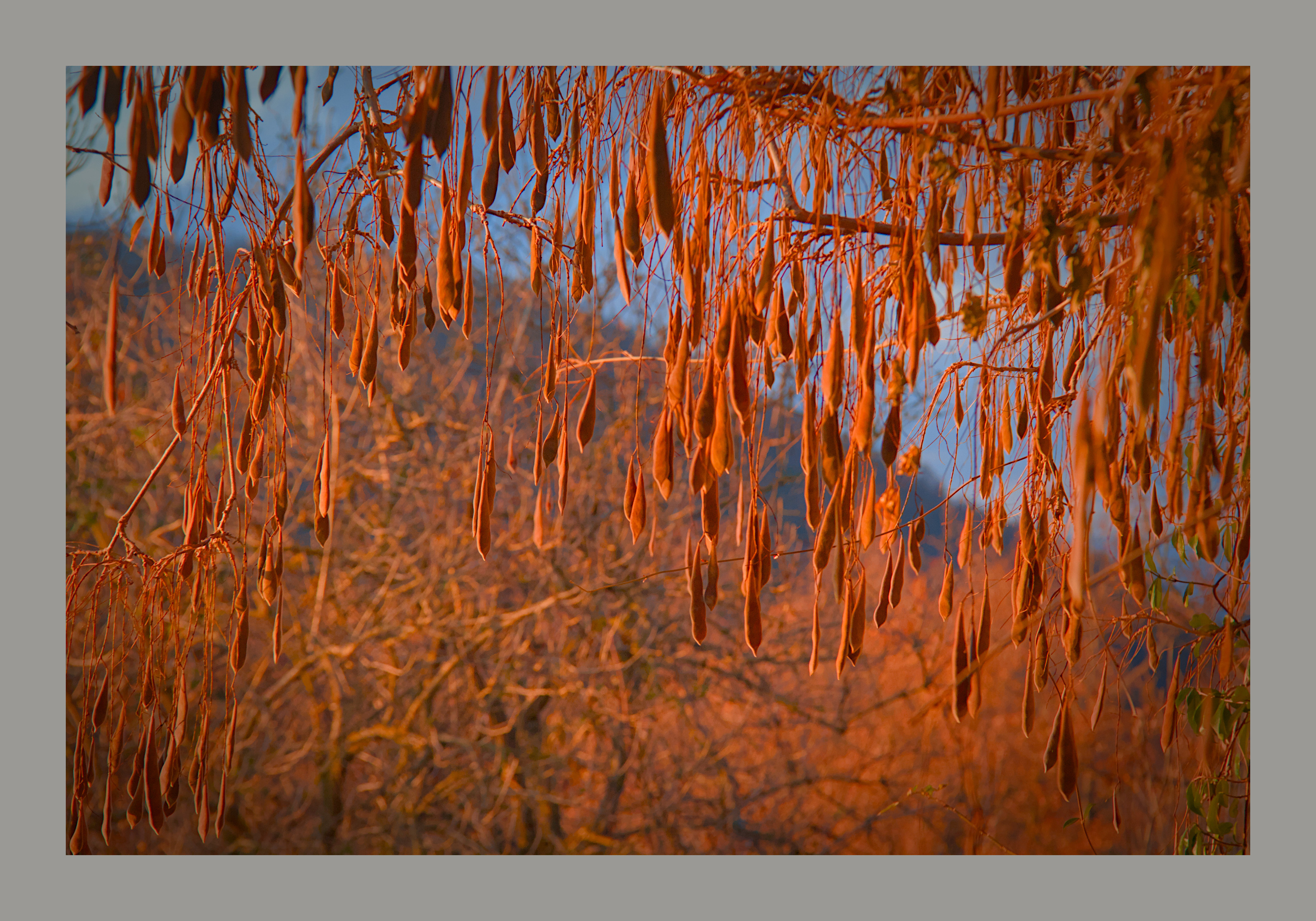 hundreds of hanging seed pods illuminated orange by the setting sun against a chaotic background of orange lit branches and grey blue sky