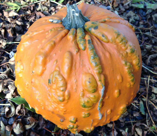 Orange warty pumpkin Knuckle Head from Simply Seed