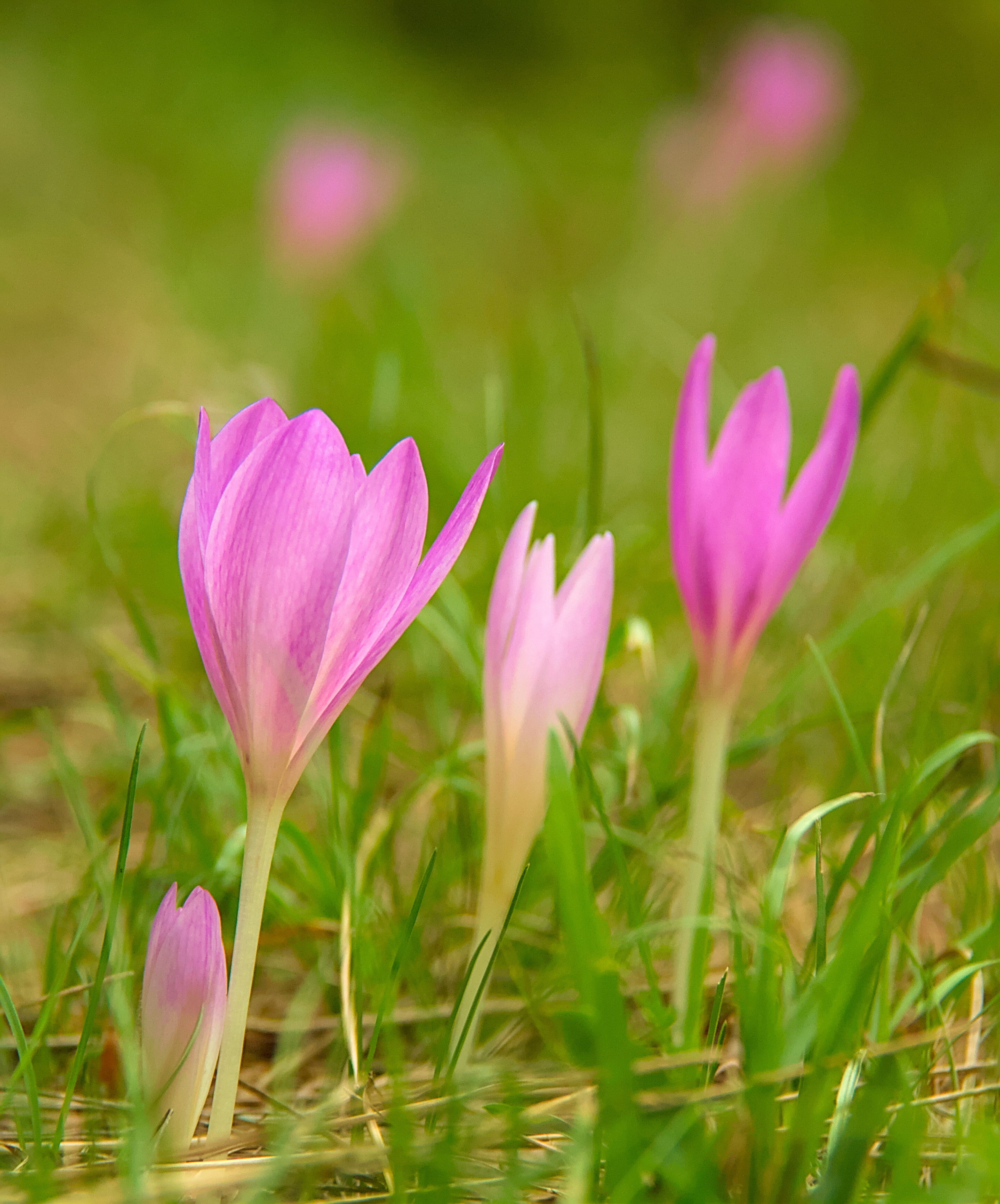 close up of pink flowers on thin white stalks growing without leaves from a grassy sward.