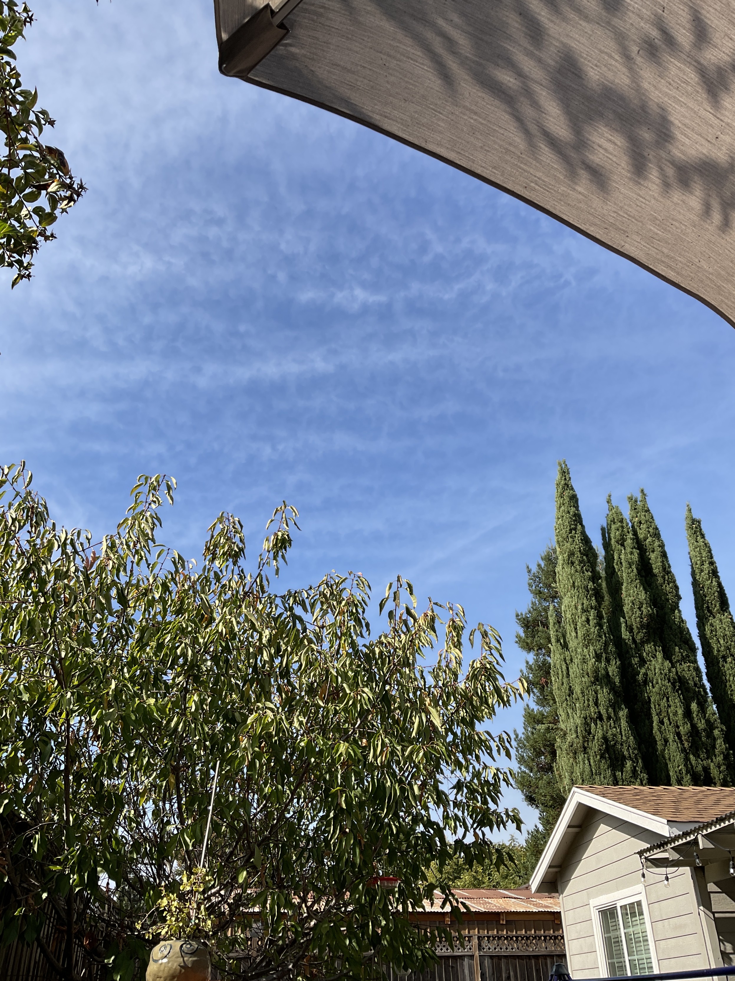 A bright blue sky with a few clouds, taken from behind some trees and under an umbrella 