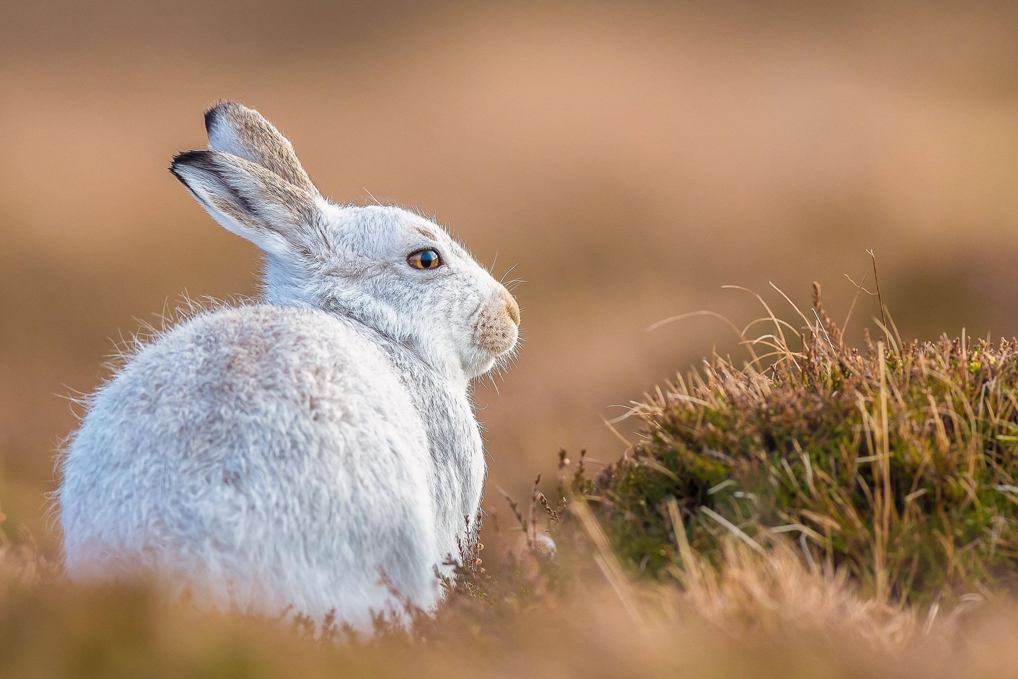 A light-furred rabbit seated on a patch of grass.