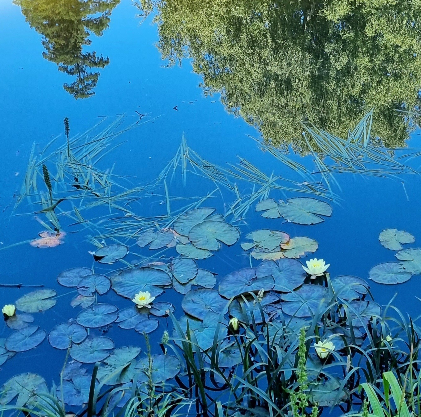 Lily pads with some white and yellow flowers. They are sitting on a blue river with reflections of the trees on the far bank 