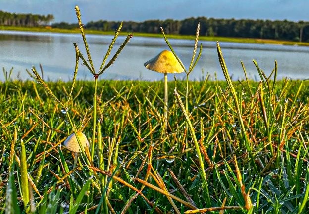 "The photograph captures a serene scene in nature. In the foreground, dew-kissed blades of grass stand tall, their details sharply defined. The grassy expanse extends toward the middle ground, where two vibrant mushrooms with yellow caps emerge. These mushrooms add a pop of color against the green backdrop. Beyond them lies a calm body of water, reflecting the soft light of either early morning or late evening. The sky above is clear, devoid of clouds. Overall, the image conveys tranquility and natural beauty." - Copilot