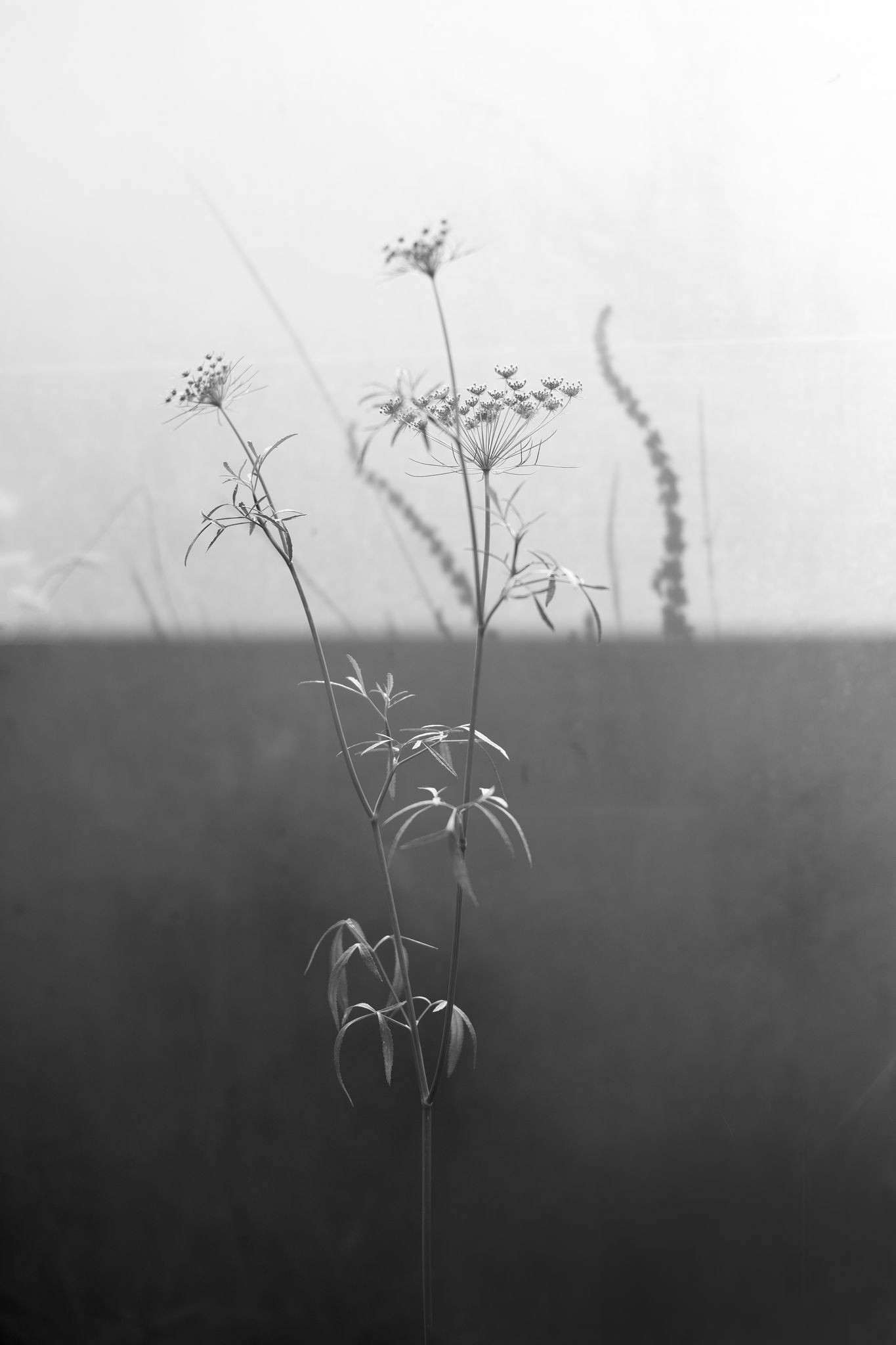 A black and white photograph of a flower growing between a shadowy section of the background and a light section. 