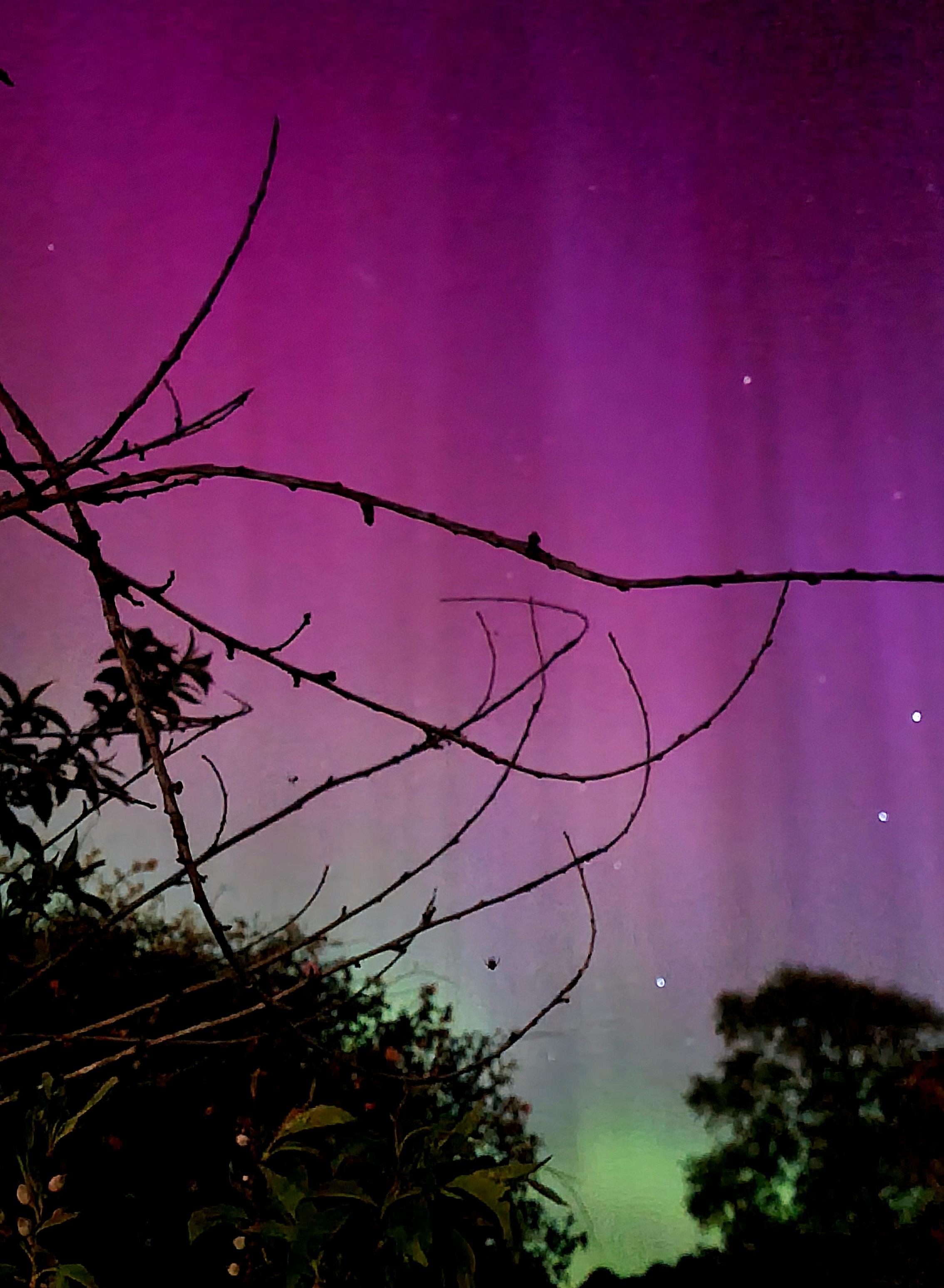 Purple and green aurora colours seen through the branches of a peach tree. Some bright stars are visible against the pink and purple colours 