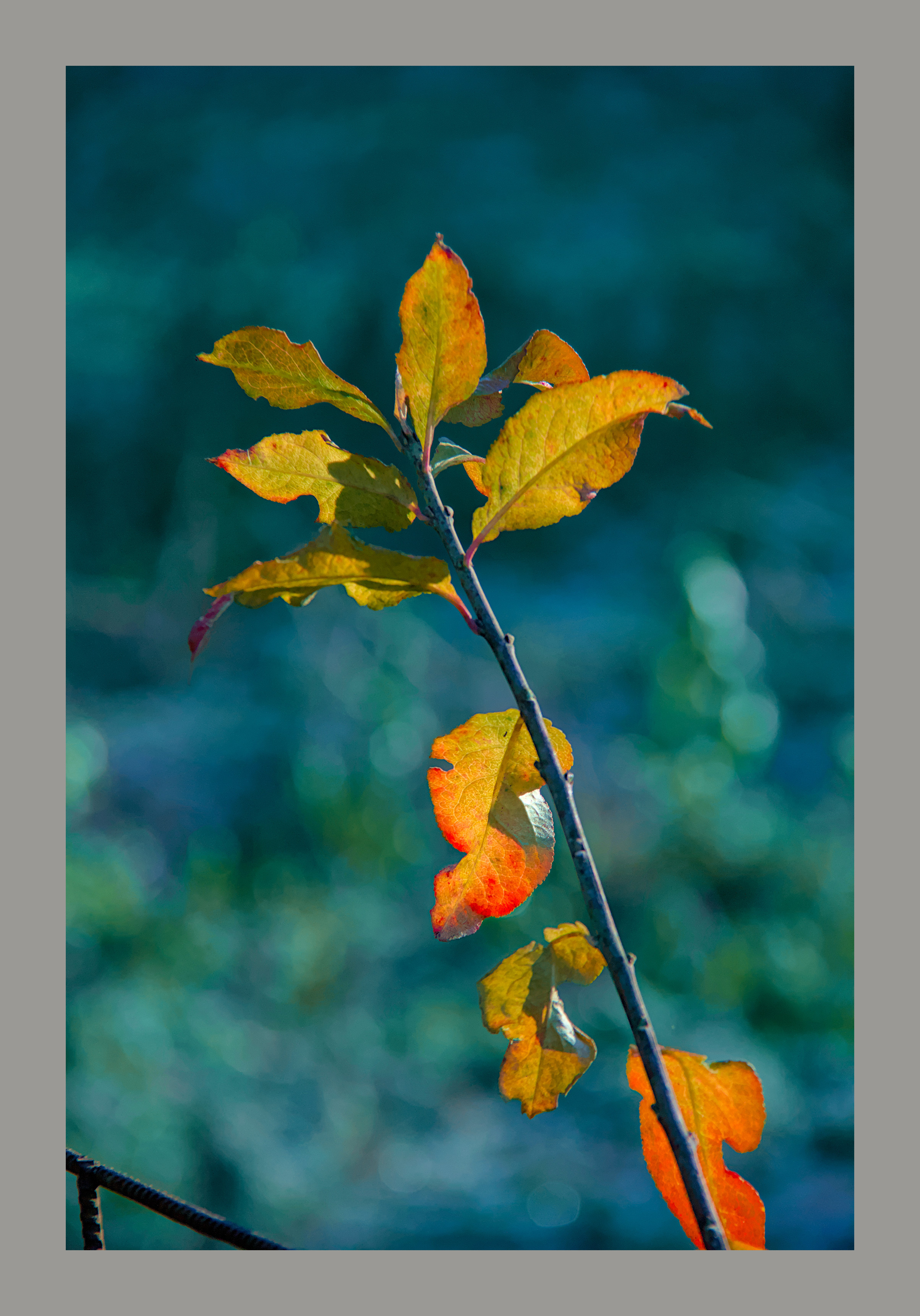 a small branch holding winter coloured leaves in shades of yellow red and green against an out of focus blue/green background