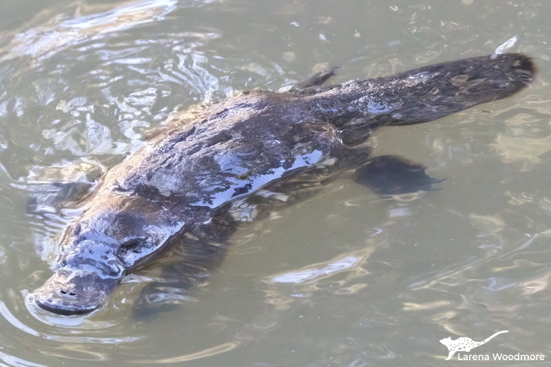 The full version of the previous photo with the entire platypus visible. It is diagonal with the beak at the bottom left and tail at the top right. 

The water is rippled due to the motion of its feet.