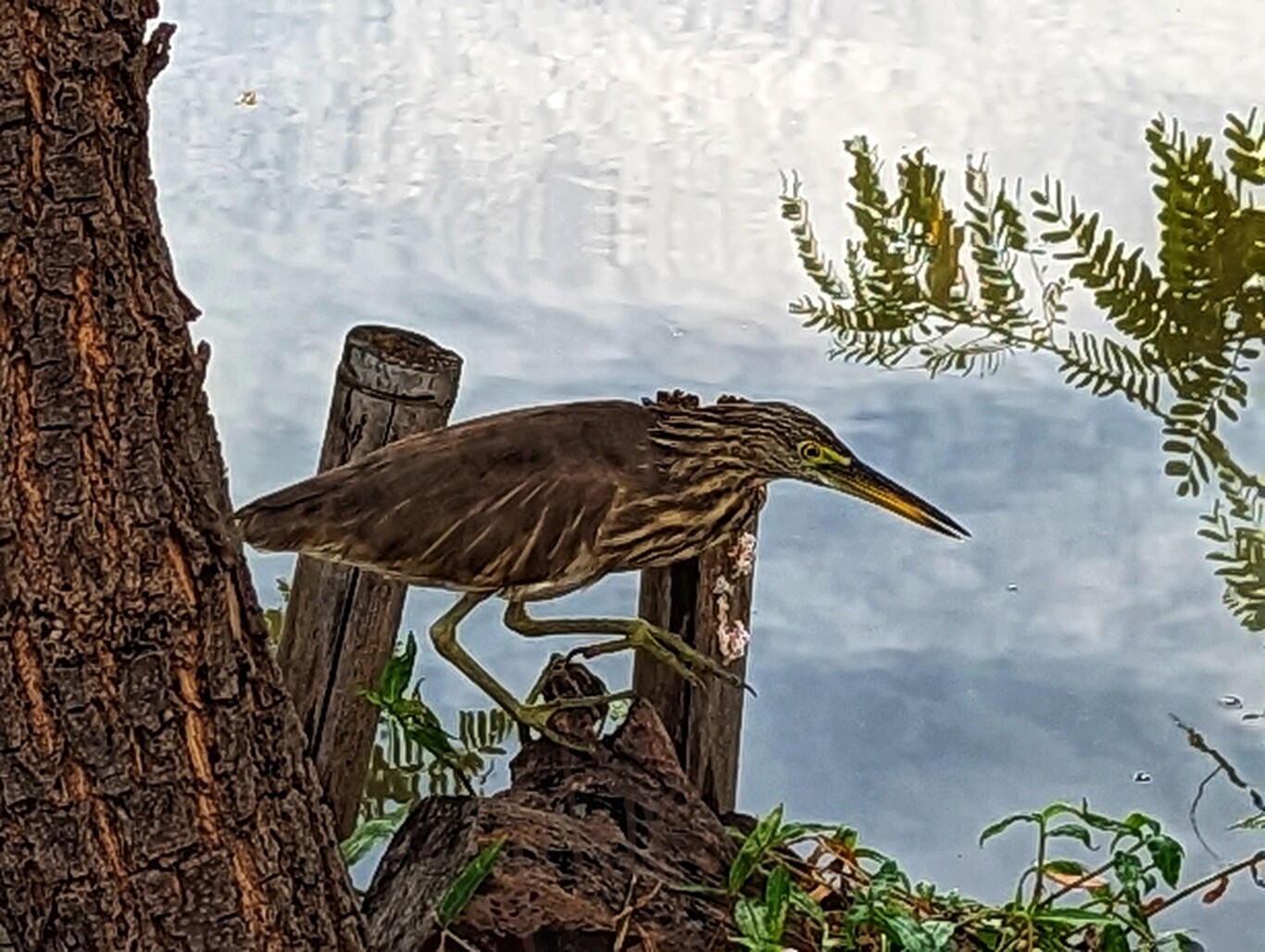 Bird with long pointed beak walking across rocks at a pond in Bangkok Thailand. Captured with Google Pixel and shared on pxlmo.com