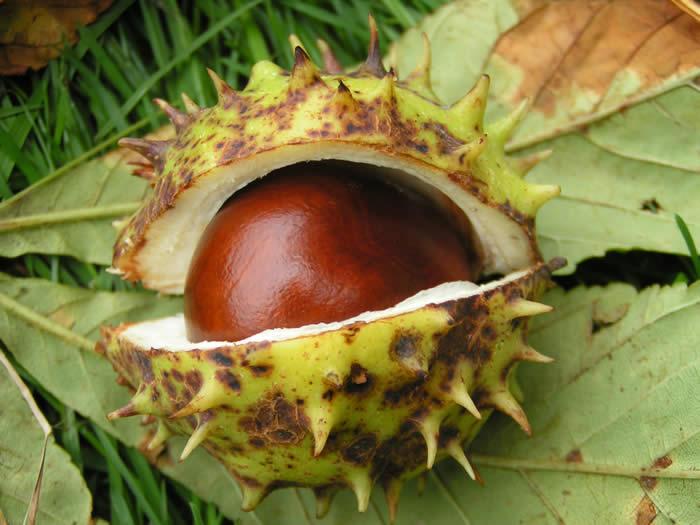 Close-up of a horse chesnut