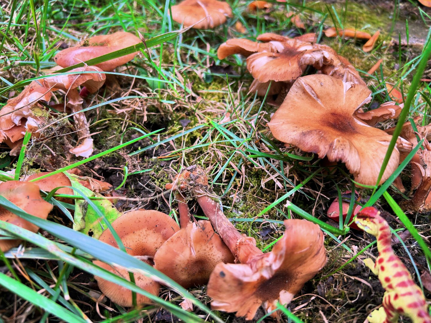 A green Dilophosaurus with brown spots standing in tall, green grass and looking at a circle of brown mushrooms.