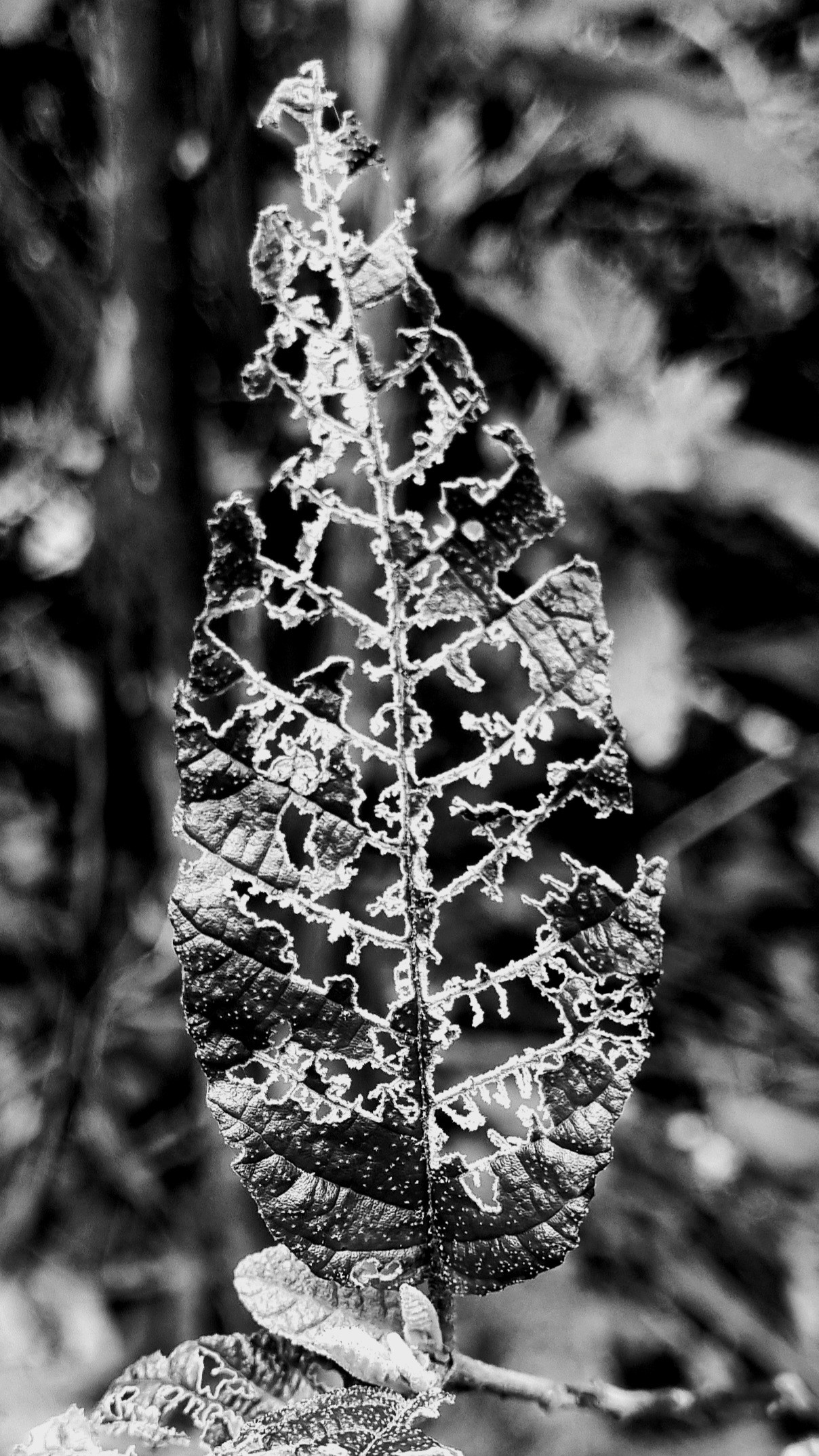 Black and white image of a leaf mostly eaten away leaving a lacy pattern hanging on to the veins 