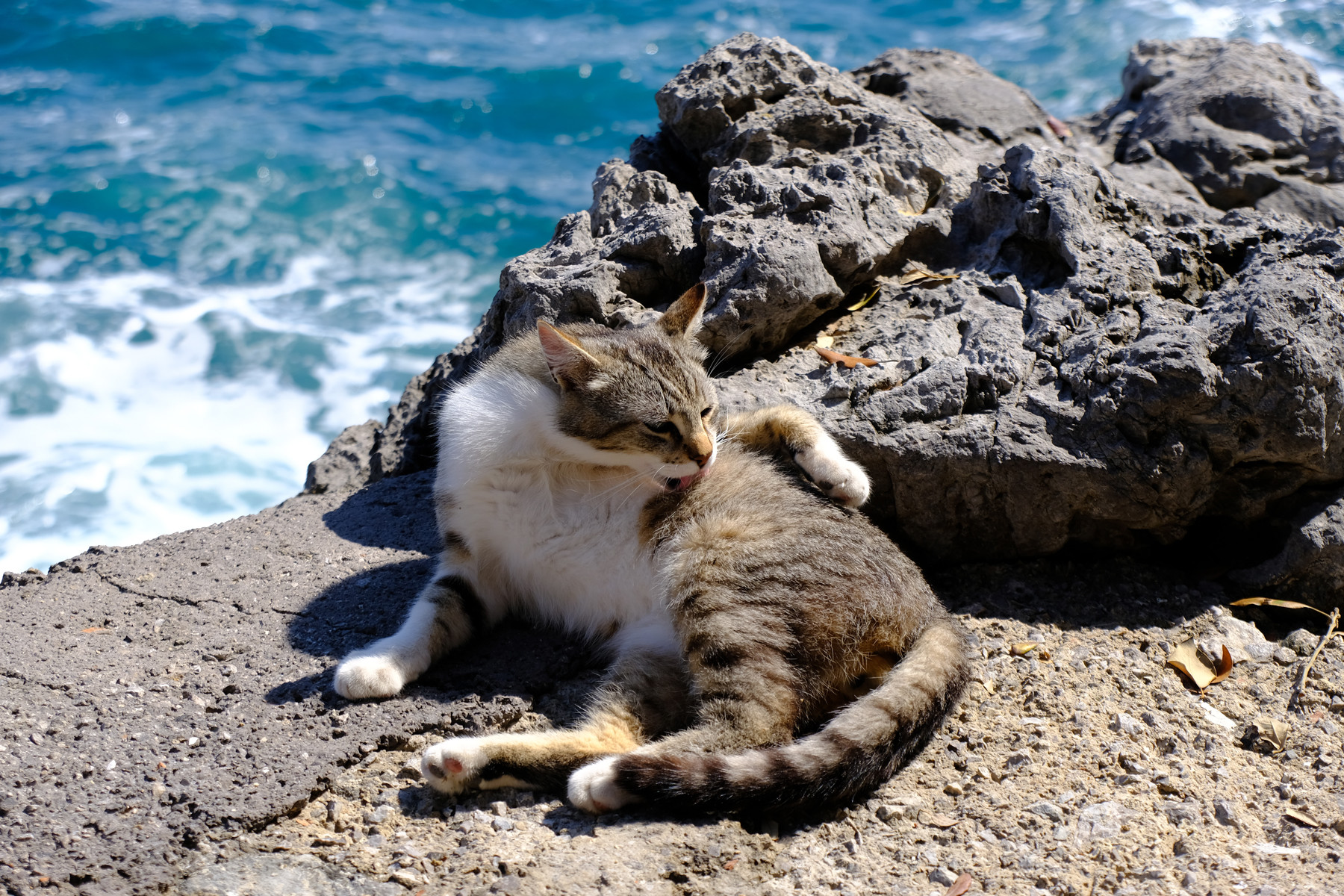 Photo of a tabby-and-white cat, grooming between rocks on a sunny day. Behind the cat, slightly out-of-focus, is the blue Mediterranean Sea with some waves and white foam crests.