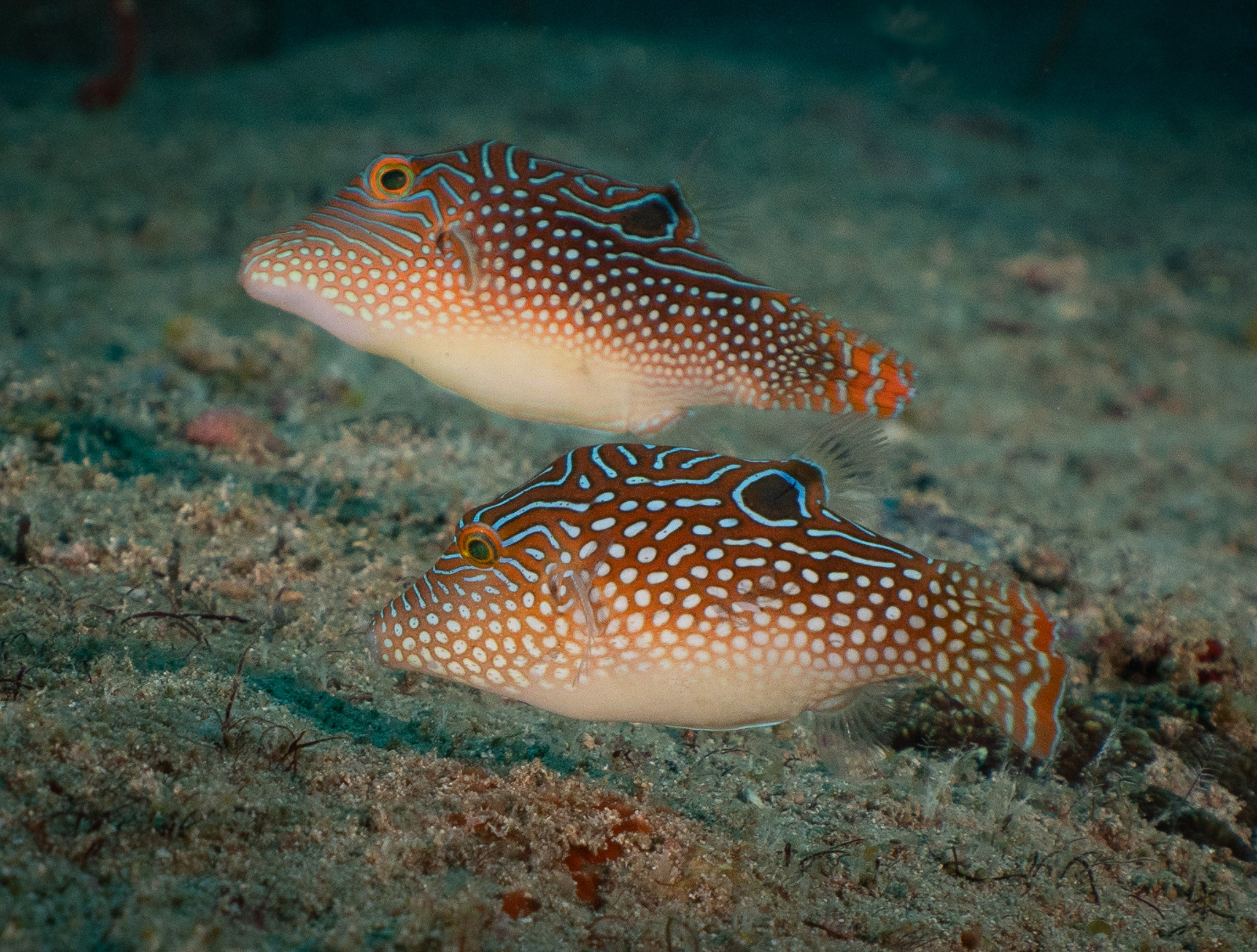 Two brown rugby-shaped fish covered with white spots and wavy lines. 