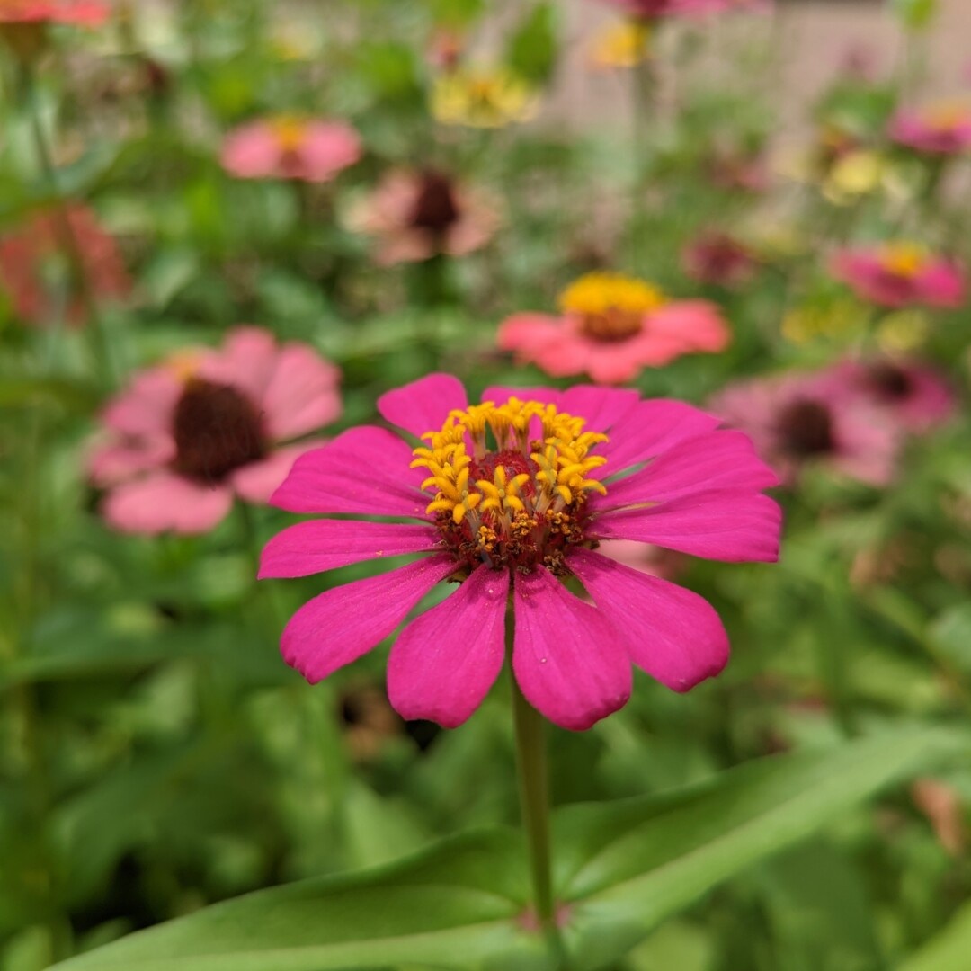 12 petal flower sitting high in a garden. Captured with Google Pixel in Rayong Thailand. Not Bangkok