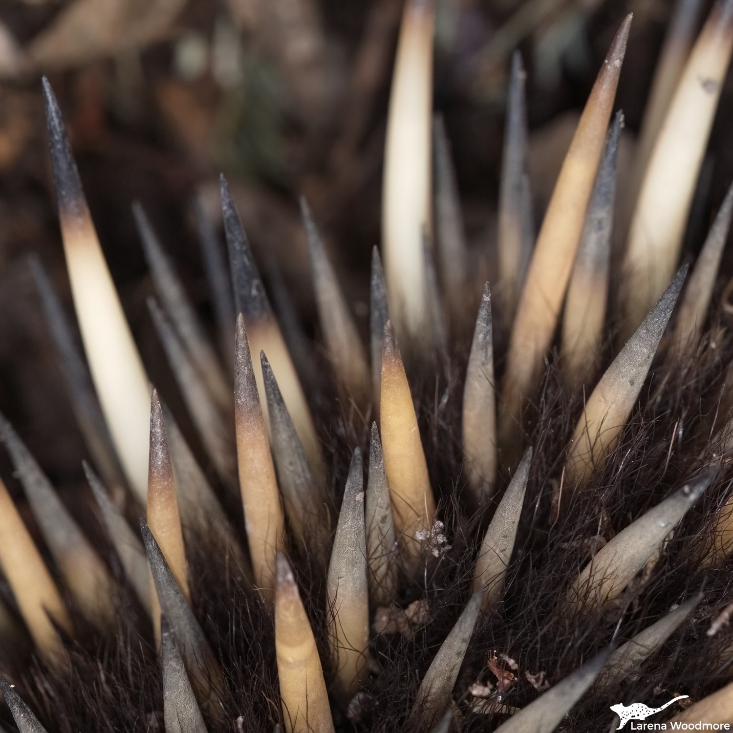 Closeup ohoto of an echidna's spines, which are cream-coloured, fading to black at the ends.

When threatened echidnas don't attack but, instead, they quickly roll up and dig their legs into the ground, protected all over by the sharp spines. If you touch the echidna its whole body jerks and it stabs you in the finger. Guess how I know?