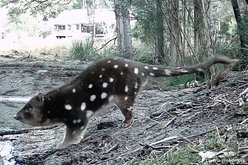 Photo of a female quoll that's ready to breed. Her pose is similar to the foreground one in the previous photo, but she has a very thick neck and chin.