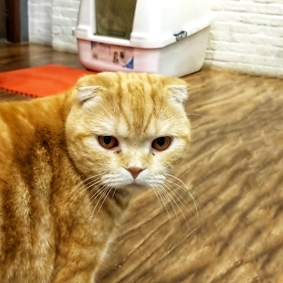 Is it really caturday already? This grumpy looking cat captured with Google Pixel in Bangkok Thailand and shared on pxlmo