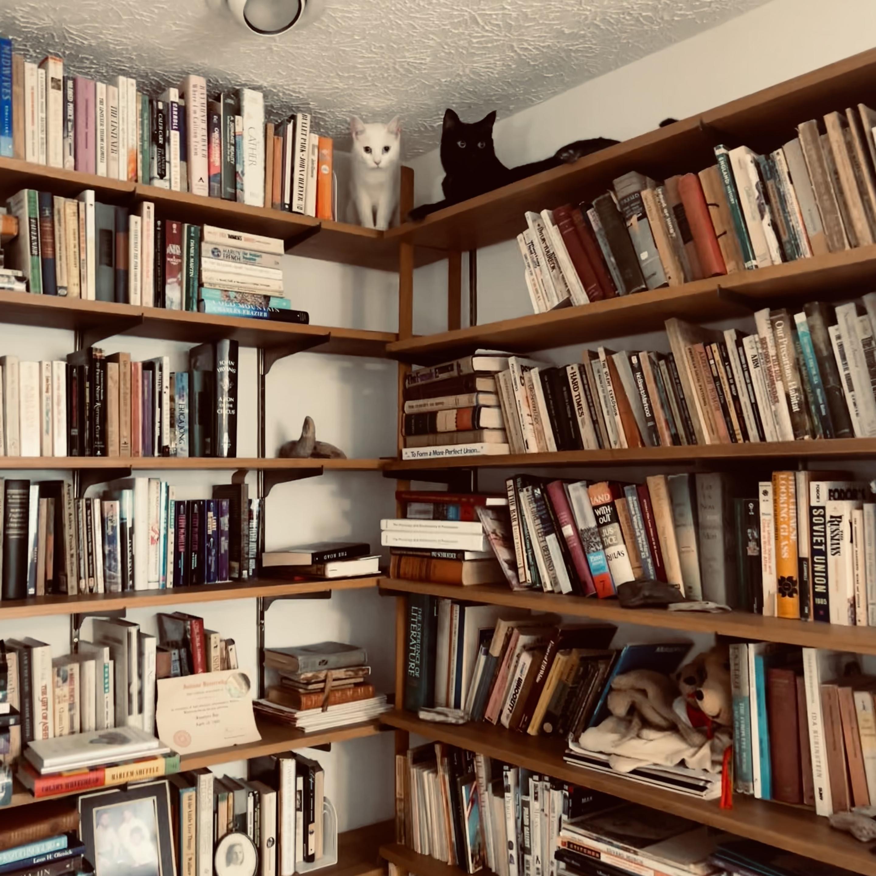 two walls come together in a corner, both walls covered with bookshelves and a black and a white cat sit on the highest shelf right in the corner between the two