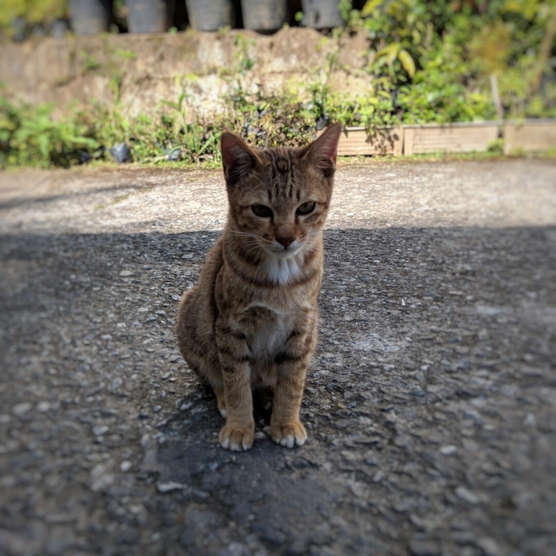 Adorable little kitten sitting in the shade to cool off as ray of sunshine is about to turn the corner of the alleyway