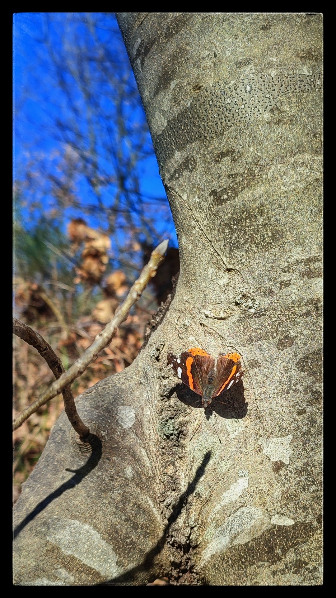 A brown and orange butterfly suns itself on a smooth grey tree trunk with a blue sky beyond.